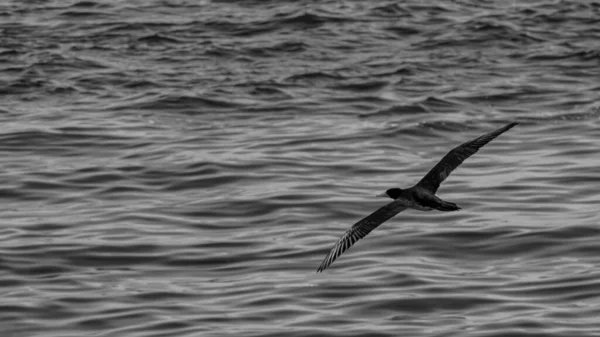 Aves Marinhas Voando Mar Baía Guanabara Rio Janeiro Brasil — Fotografia de Stock