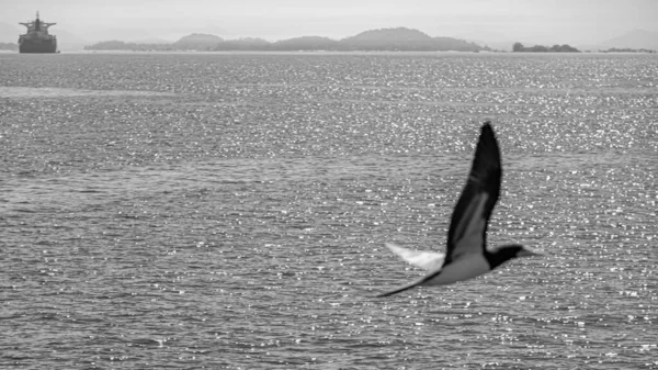 Guanabara Körfezi Rio Janeiro Brezilya Dan Deniz Kuşları Uçuyor — Stok fotoğraf