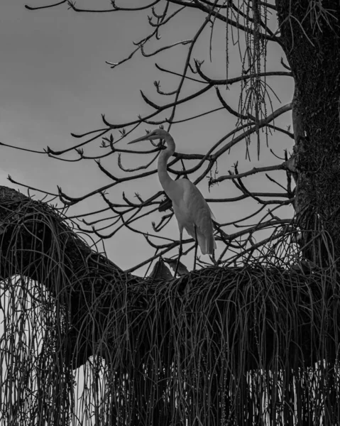 Rio Janeiro Brasil Circa 2021 Egret Uma Ave Ordem Pelecaniformes — Fotografia de Stock