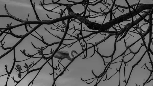 Rio Janeiro Brasil Circa 2021 Egret Uma Ave Ordem Pelecaniformes — Fotografia de Stock