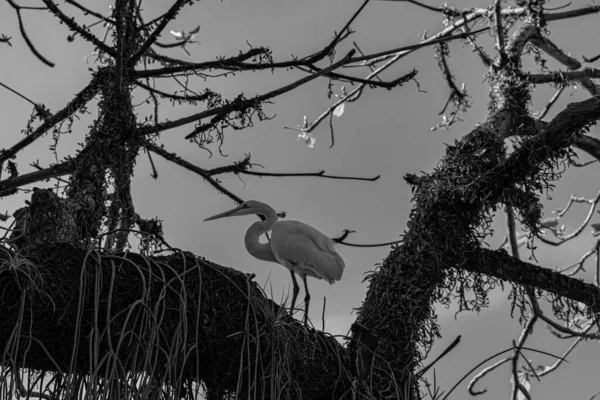 Rio Janeiro Brasil Circa 2021 Egret Uma Ave Ordem Pelecaniformes — Fotografia de Stock