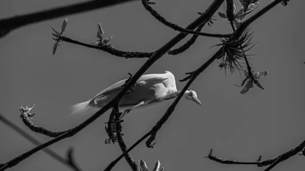 Rio Janeiro Brasil Circa 2021 Egret Uma Ave Ordem Pelecaniformes — Fotografia de Stock