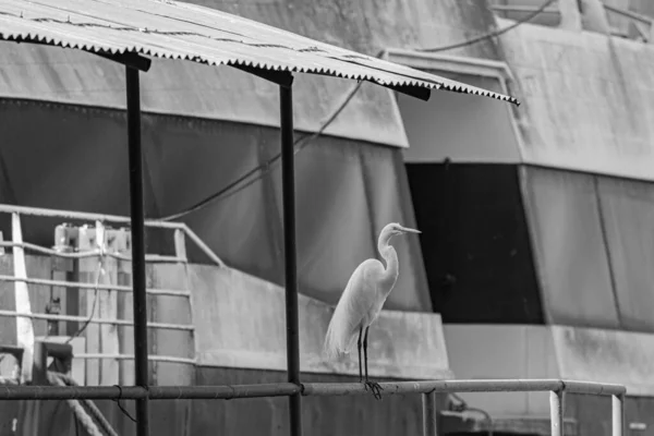 リオデジャネイロ ブラジル Circa 2021 Egretは注文の鳥ですPelecaniformesとブラジル全土で見つけることができます — ストック写真