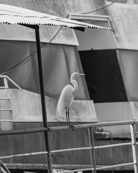 巴西里约热内卢 Circa 2021 Egret是巴西的一种鸟类 可以在巴西各地找到 — 图库照片