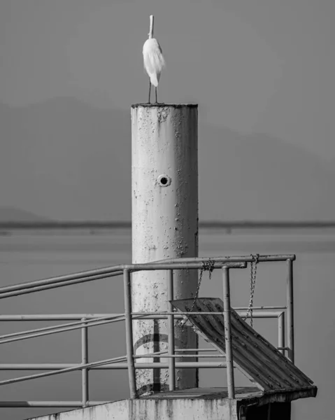 Rio Janeiro Brazylia Circa 2021 Egret Jest Ptakiem Rzędu Pelecaniformes — Zdjęcie stockowe