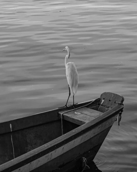 Rio Janeiro Brasilien Circa 2021 Reiher Ist Ein Vogel Der — Stockfoto