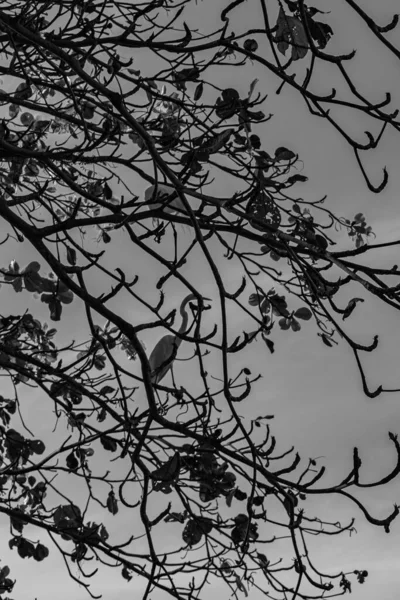 Rio Janeiro Brasil Circa 2021 Egret Uma Ave Ordem Pelecaniformes — Fotografia de Stock