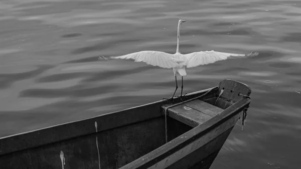 Rio Janeiro Brasilien Circa 2021 Reiher Ist Ein Vogel Der — Stockfoto