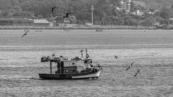 Rio Janeiro Brasilien Circa 2021 Fischerboot Tagsüber Von Seevögeln Umgeben — Stockfoto