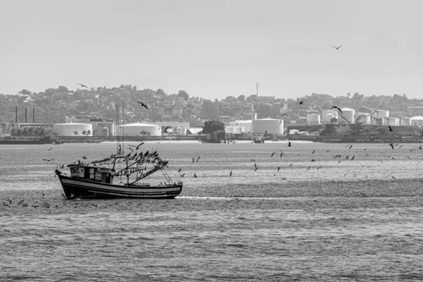 Rio Janeiro Brasilien Circa 2021 Fiskebåt Omgiven Sjöfåglar Dagen Guanabara — Stockfoto