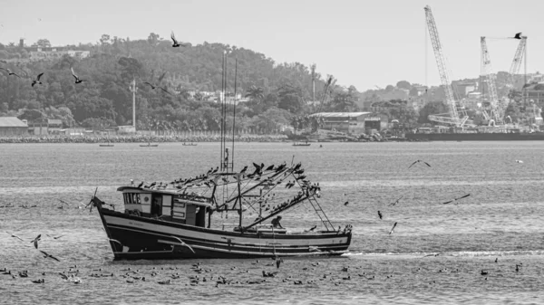 巴西里约热内卢 Circa 2021 白天在巴西东南部里约热内卢瓜纳巴拉湾被海鸟包围的渔船 — 图库照片