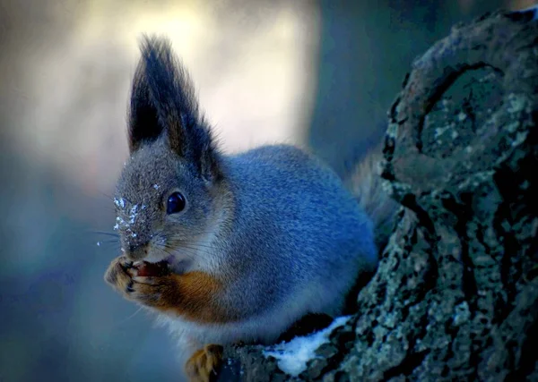 Squirrel sitting on a tree and gnawing a nut — Stock Photo, Image