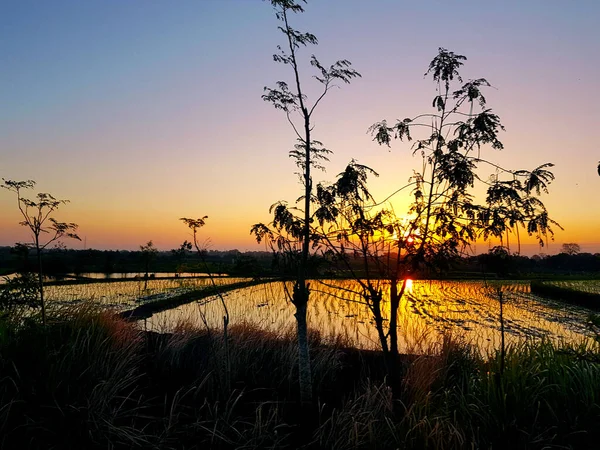 Tegalalang Rice Terrace Sunrice 'de. Endonezya 'nın Bali adasında hasat mevsiminde teraslı pirinç tarlasında güzel bir günbatımı. Güzel akşam manzarası