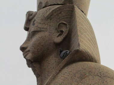 Close up head of huge egyptian sphinx sculpture in red granite stone with little bird on. Architecture, myths, wild nature with human architecture
