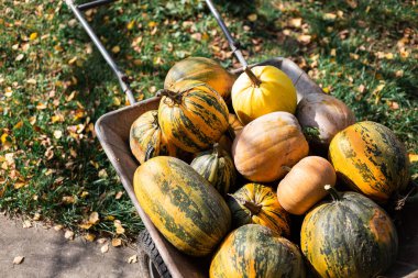 Sonbahar balkabağı hasadı, tepesinde beyaz balkabağı olan bir sürü balkabağı.
