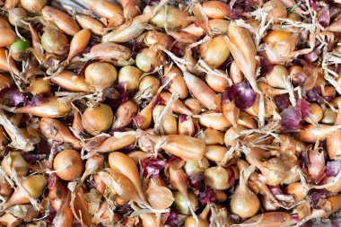 Bahçeden farklı türde soğan. Yere bir yığın soğan..