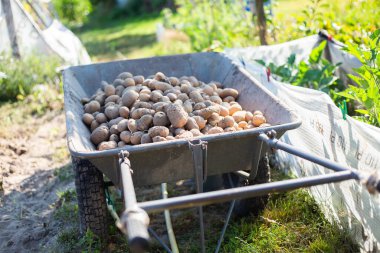 Sepette organik patates hasadı. Köydeki tarladan çıkarılan patatesler..