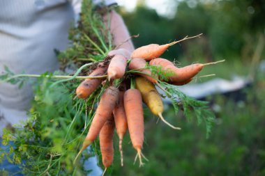 Bahçeden taze havuçlar erkek ellerinde. Taze organik havuç konservesi.