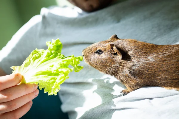 Male Brown Guinea Pig Eat Salad Male Hands Young Domestic — Foto de Stock