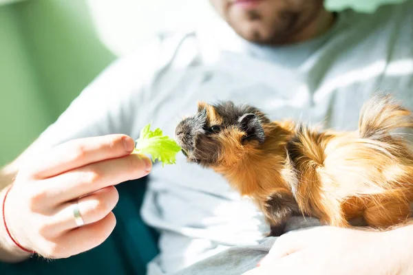 Female abyssinian guinea pig eat salad from male hands. Young domestic guinea pigs (Cavia porcellus) eating vegetables.