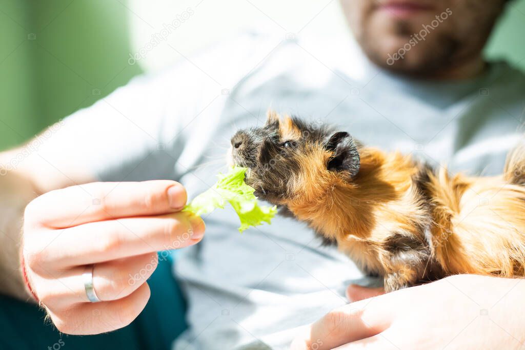 Female abyssinian guinea pig eat salad from male hands. Young domestic