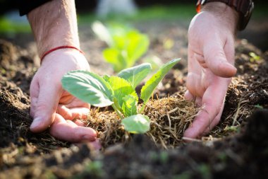 Erkek eli iki eliyle tohuma dokunur. Karnabahar fideleri dikiyorum.