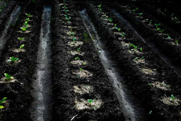 Field Cauliflower Seedlings Seedling Beds Springtime Planting Cabbages Spring — 图库照片