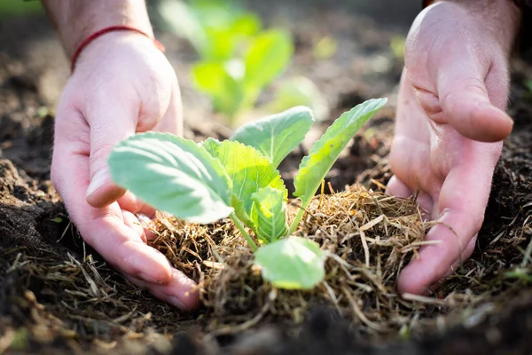 Male hands touches the seedlings with both hands. Planting cauliflower seedlings