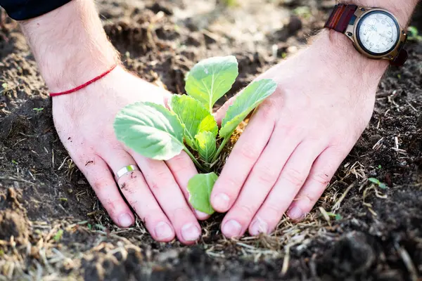 Les Mains Masculines Touchent Les Semis Des Deux Mains Plantation — Photo