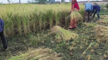 28.10.2020 Etawah, Uttar Pradesh, Hindistan. Hintli çiftçiler elle tarlalardan mahsul topluyor..