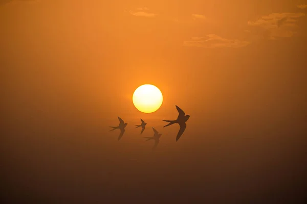 Pássaros Voando Frente Pôr Sol — Fotografia de Stock