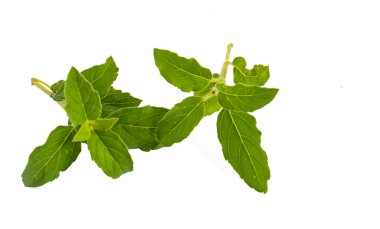 Beyaz arka planda Hint fesleğeni yaprakları.