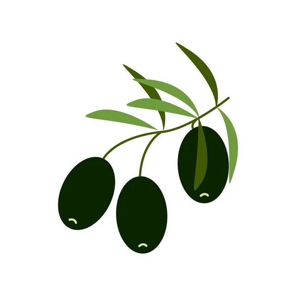 Aceitunas negras en una rama, comida saludable, clipart vectorial en estilo plano, aislado en blanco — Archivo Imágenes Vectoriales