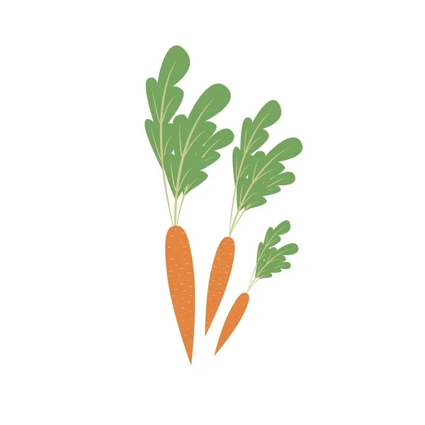 Куча моркови, осенний сбор овощей. Векторный объект в плоском стиле — стоковый вектор