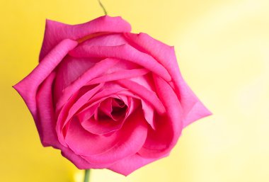 Pembe gül. Yakın çekim.