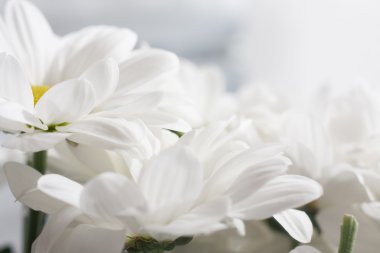 camomiles yakın çekim