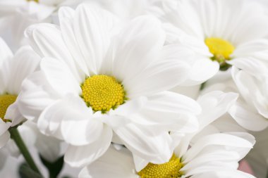 camomiles yakın çekim