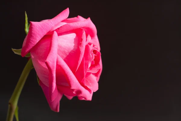 Rosa rosa de cerca — Foto de Stock