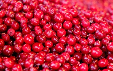 Çörekler beyaza izole edilmiş