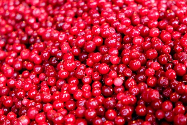 Donmuş kırmızı kızılcık