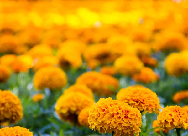 Flores en la ciudad macizo de flores — Foto de Stock