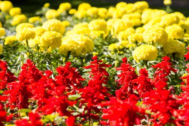 Çiçekler şehir çiçek yatakta