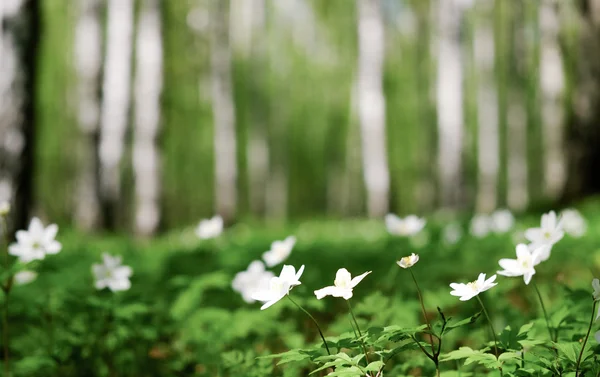 Primeras flores de primavera — Foto de Stock