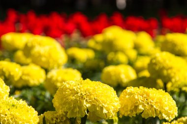 Çiçekler şehir çiçek yatakta