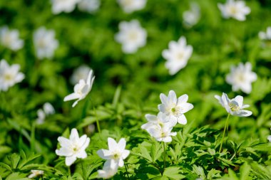 İlk bahar çiçekleri