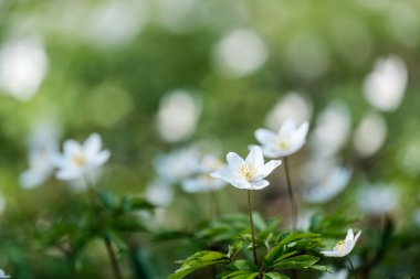 İlk bahar çiçekleri