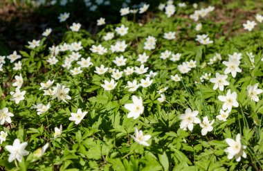 İlk bahar çiçekleri