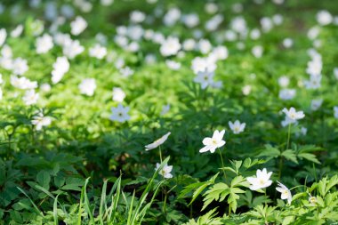İlk bahar çiçekleri