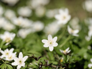 İlk bahar çiçekleri