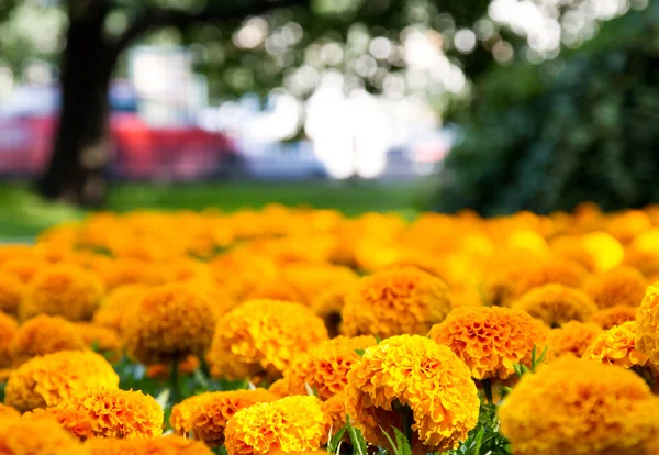 Flores en la ciudad macizo de flores — Foto de Stock